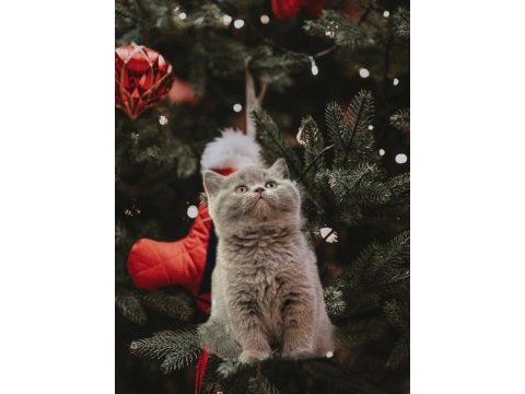 British shorthair yavrularımız