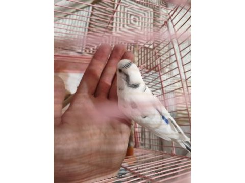 Acil satılık konuşan muhabbet kuşu