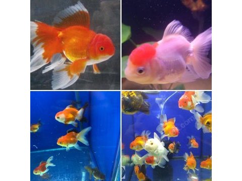 Özel seri kafalı oranda japon balığı adana