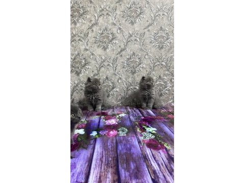British shorthair ve longhair 2 aylık yavrular