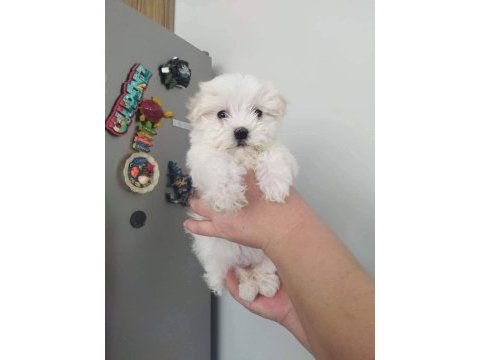 Terrier yavruları
