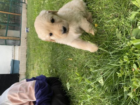 Kür burun bebekler golden retriever