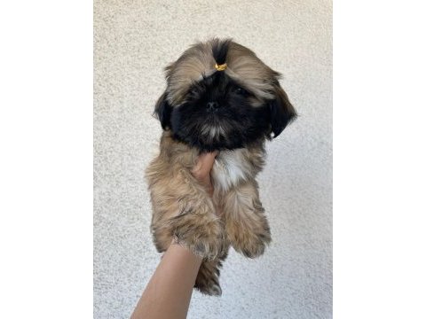 Özel renk shih-tzu yavrular