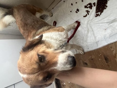 Dişi köpeğimiz