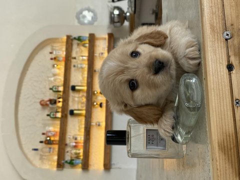 Maltipoo yavruları