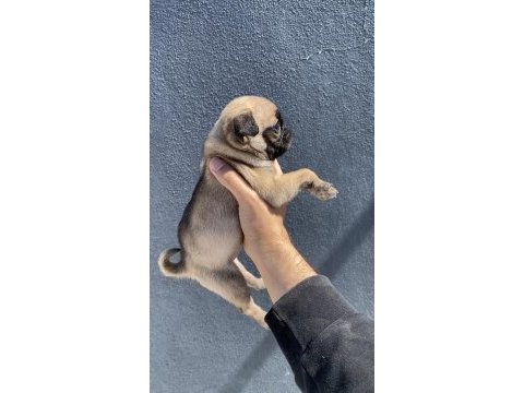 Pug mops yavrularımız sıfır burun gül kuyruk