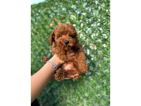 Toy poodle köpeğimiz 3 aylık