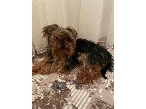 0 boy teacup yorkshire terrier kızım