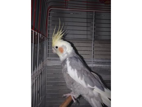 Erkek sultan papağanı