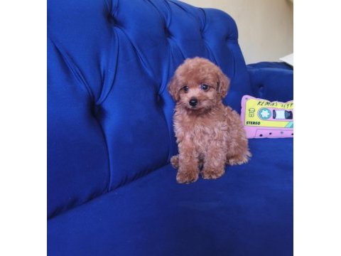 Toy poodle erkek güzeli
