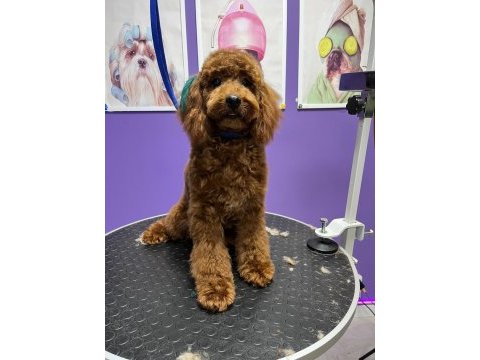 Kore toy poodle güvenebileceğimiz aileye