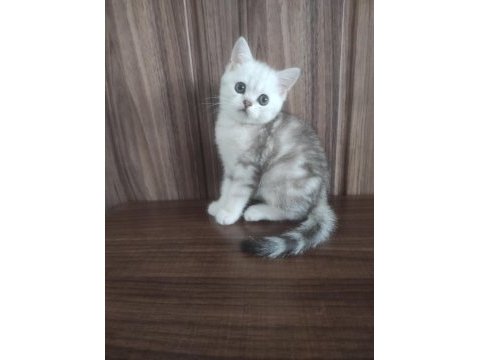 British shorthair yavrularım
