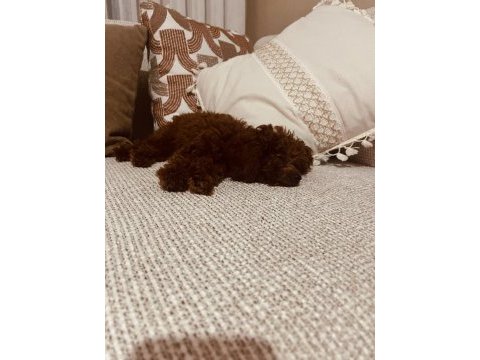 3 aylık dişi toy poodle