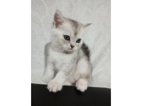 1.5 aylık yavru british shorthair