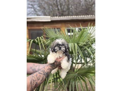 Aşılı sağlıklı shih tzu yavrular