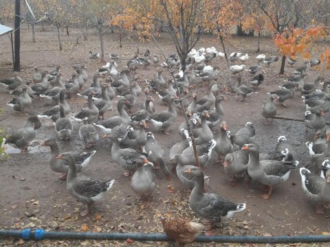Orjinal büyük gri kaz