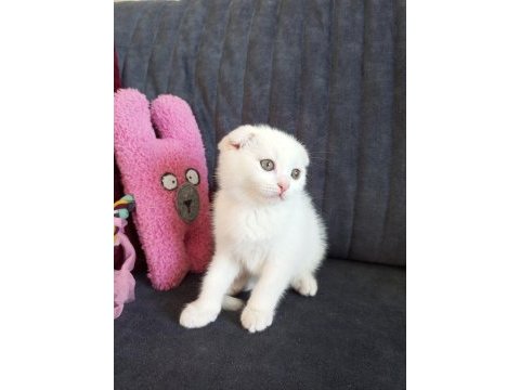 Scottish fold white