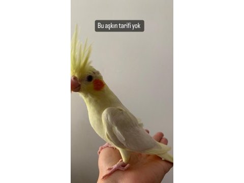 Yeni yeme düşmek üzere yavru sultan papağanı