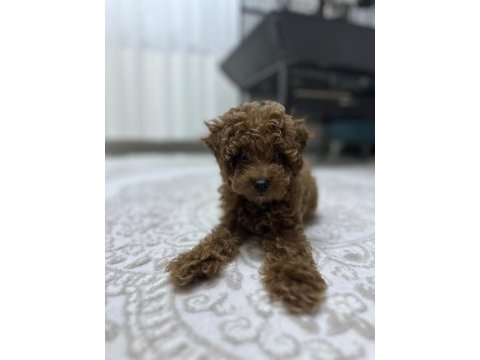 Toy poodle 2 aylık (dişi)