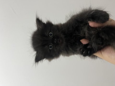 2 aylık british longhair erkek