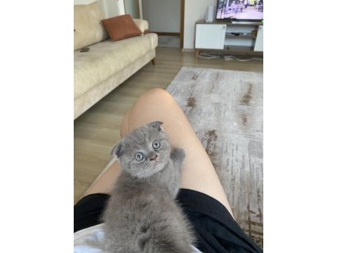 Beylikdüzü 2 aylık yavru scottish fold