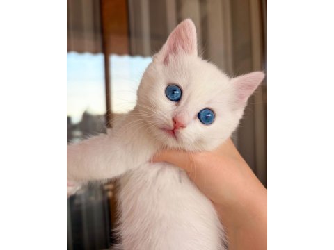 British shorthair 4 aylık yavru kedimiz
