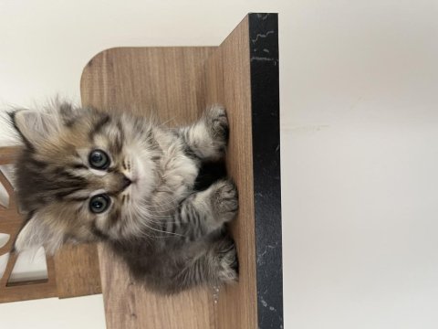 Orjinal ırkta, nadir bulunan bir cins british longhair