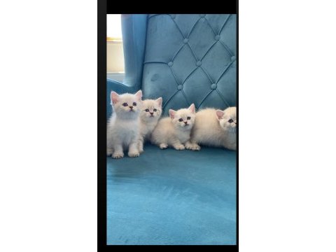 Safkan lynx point ayıcık british shorthair yavrular