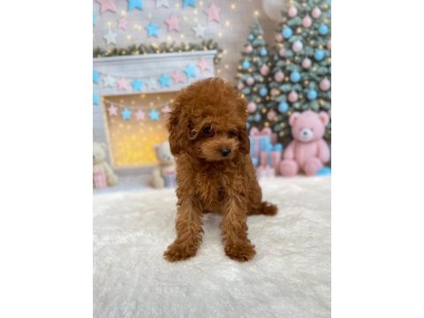 Toy poodle mükemmel dişi 4 aylık kore kan a kalite