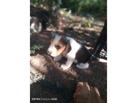 Saf kan beagle yavrularım