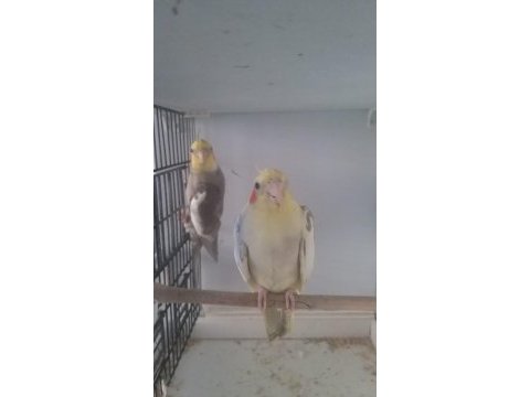 Çift sultan papağanı genç takım