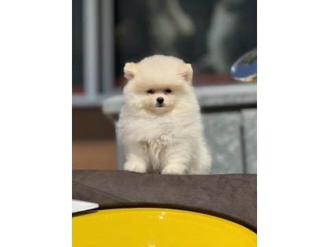 Ankarada ziyarete açık pomeranian boo yavrular