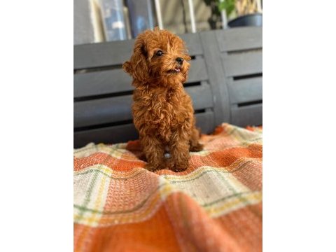 Toy poodle dişi