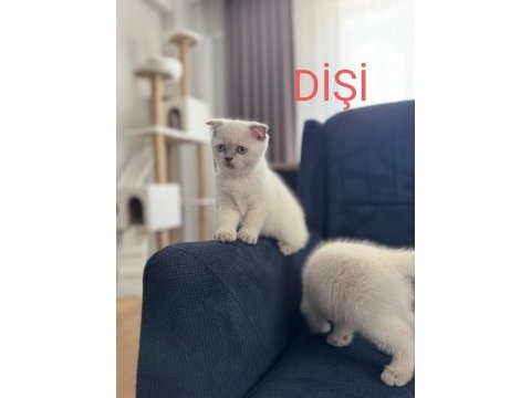 2 aylık scottish bluepoint shorthair yavrular