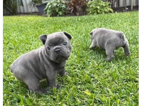 Üst kalite blue french bulldog bebekler