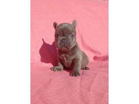 Son blue quad french bulldog yavrumuz
