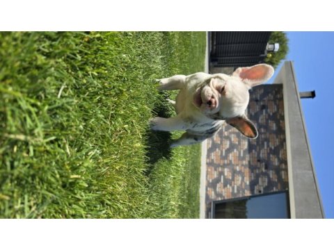 Ev ortamında bakılan renkli gözlü french bulldog yavrularım