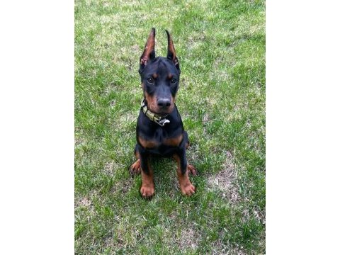 Asaletin adı doberman estetikli yavrular