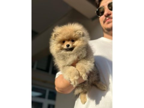 Orjinal erkek ve dişi pomeranian boo