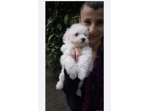Maltese bebeklerimiz