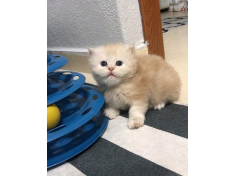 Chinchilla 2 erkek yavru