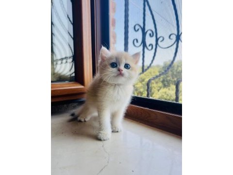 Saf kan golden british shorthair yavruları (wcf kayıtlı)