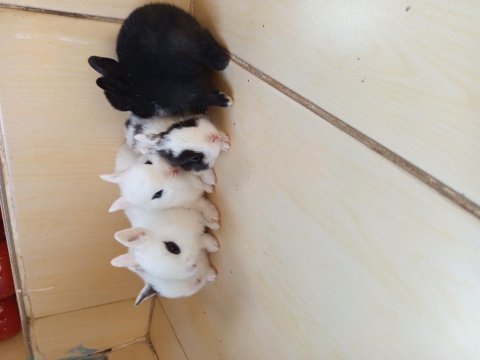 Yavru renk cüceleri tavşan