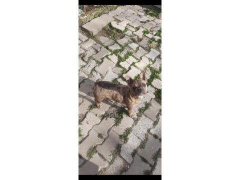 Blue merle erkek merle dişi french bulldog