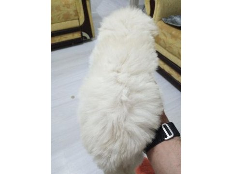 Orijinal ırk malta terrier