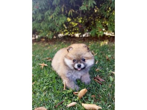 Üst kalite pomeranian boo