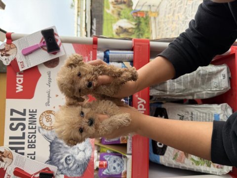 Maltipoo yavrularımız