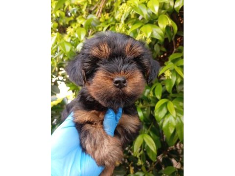 Irk ve sağlık garanti yorkie bebekler