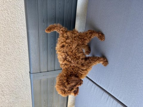 2,5 aylık erkek toy poodle