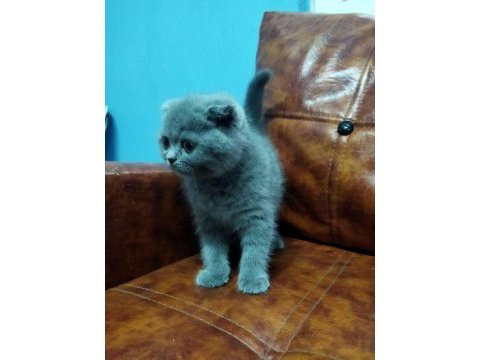 Muhteşem güzellikte scottish fold yavrularımız